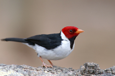 Paroare rougecap ou cardinal